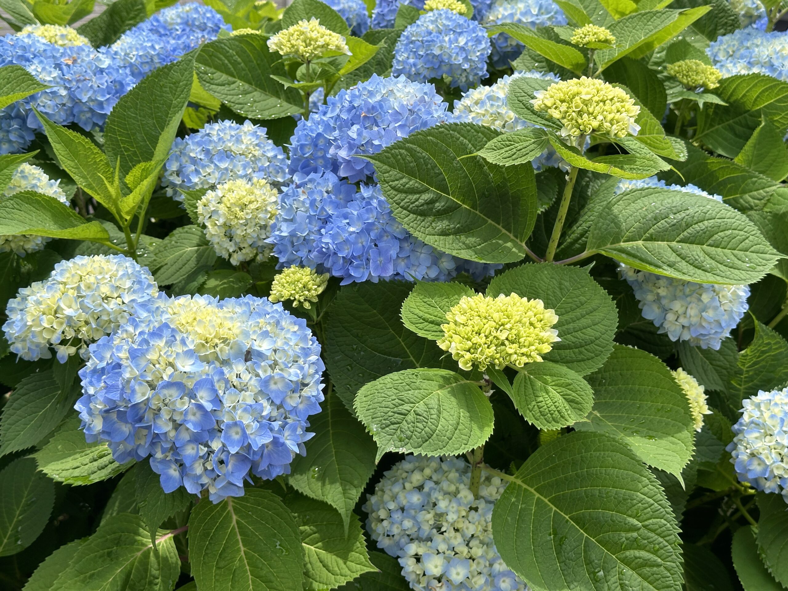 社屋前の庭にたくさんの花が咲いています